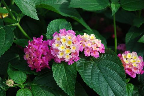 photo of flower to be used as: Pot and bedding Lantana camara Top Calippo Pink Passion