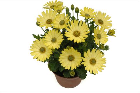 photo of flower to be used as: Pot and bedding Osteospermum Springstar Big Yellow