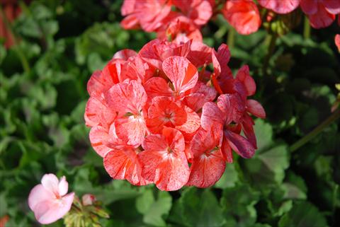 photo of flower to be used as: Pot Pelargonium zonale Gen® FlicFlac Red