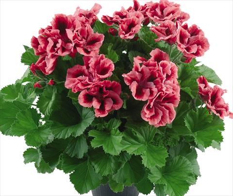 photo of flower to be used as: Pot Pelargonium grandiflorum Top Vicky