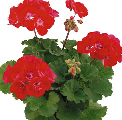 photo of flower to be used as: Pot Pelargonium zonale Top Aida
