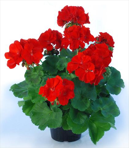 photo of flower to be used as: Pot Pelargonium zonale Top King Laurin