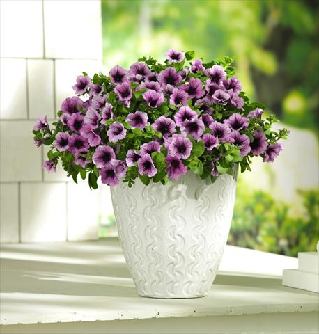 photo of flower to be used as: Pot, patio, basket Petunia PW Bordeaux