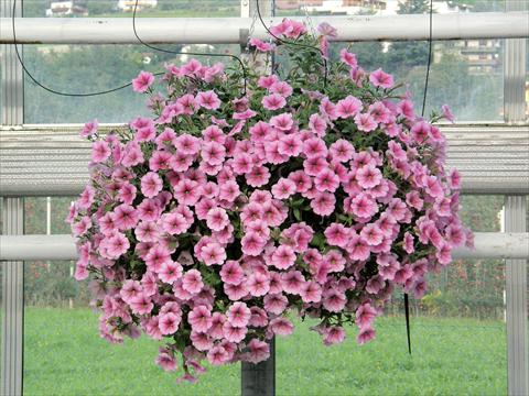 photo of flower to be used as: Pot, patio, basket Petunia Veranda® Rose Vein