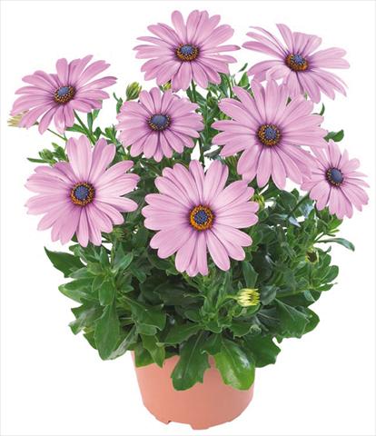 photo of flower to be used as: Pot and bedding Osteospermum Margarita Nano® Dark Lilac