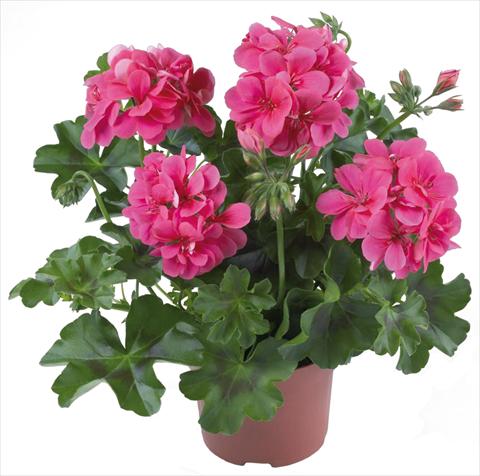 photo of flower to be used as: Patio, pot Pelargonium peltatum Dancing Idols® Candy