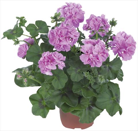 photo of flower to be used as: Patio, pot Pelargonium peltatum Dancing Idols® Lavender