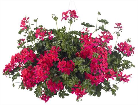photo of flower to be used as: Pot, patio, basket Pelargonium peltatum Grand Idols® Neon Pink