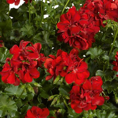 photo of flower to be used as: Pot, patio, basket Pelargonium peltatum pac® Ruby Rosso vivace