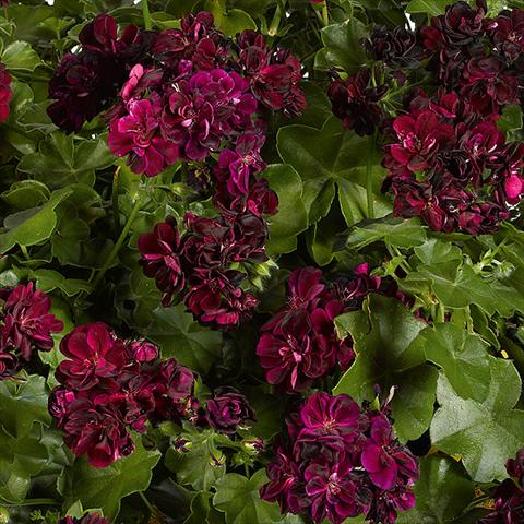 photo of flower to be used as: Pot, patio, basket Pelargonium peltatum pac® Tommy Rosso borgogna scuro