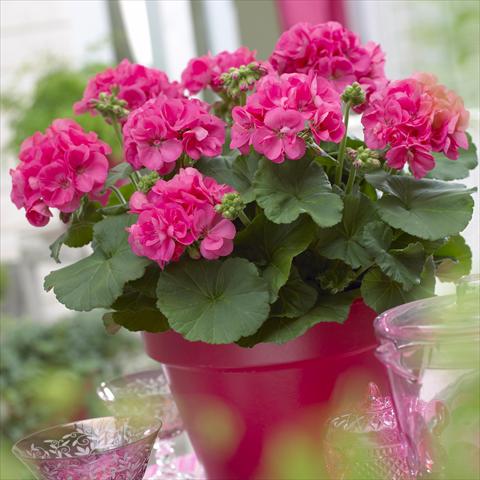 photo of flower to be used as: Patio, pot Pelargonium zonale Master Idols® Coral