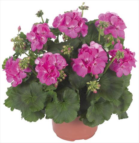 photo of flower to be used as: Patio, pot Pelargonium zonale Master Idols® Pink