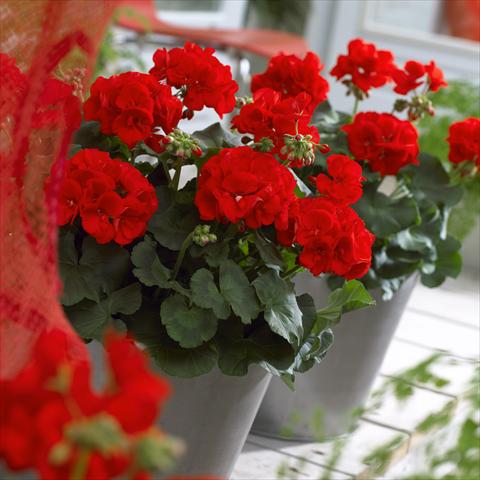 photo of flower to be used as: Patio, pot Pelargonium zonale Master Idols® Scarlet Red