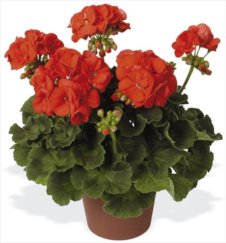 photo of flower to be used as: Patio, pot Pelargonium zonale pac® Schocking Orange