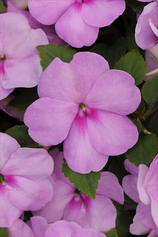 photo of flower to be used as: Pot and bedding Impatiens walleriana Impreza™ Blue Pearl