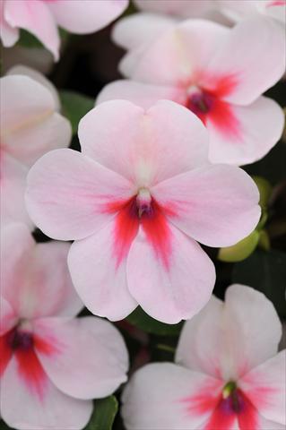 photo of flower to be used as: Pot and bedding Impatiens walleriana Impreza™ Cherry Splash