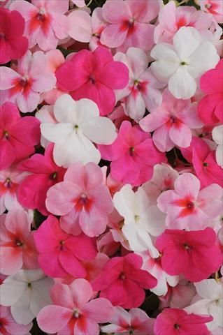 photo of flower to be used as: Pot and bedding Impatiens walleriana Impreza™ Pink Spring Mixture