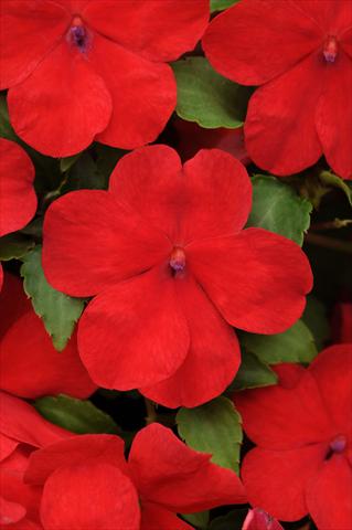 photo of flower to be used as: Pot and bedding Impatiens walleriana Impreza™ Red
