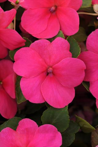 photo of flower to be used as: Pot and bedding Impatiens walleriana Impreza™ Rose