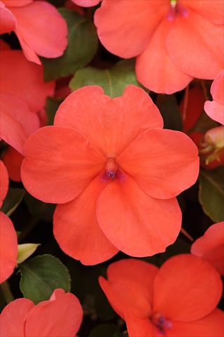 photo of flower to be used as: Pot and bedding Impatiens walleriana Impreza™ Salmon