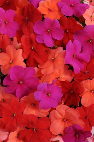 photo of flower to be used as: Pot and bedding Impatiens walleriana Impreza™ South Beach Mixture