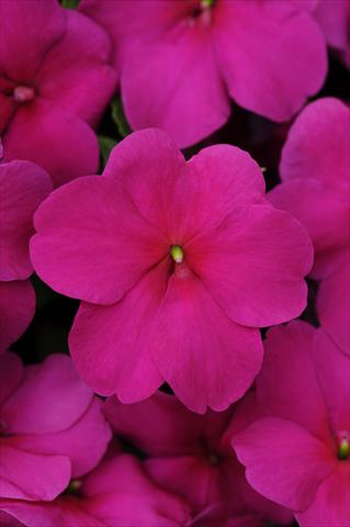 photo of flower to be used as: Pot and bedding Impatiens walleriana Impreza™ Violet