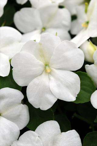 photo of flower to be used as: Pot and bedding Impatiens walleriana Impreza™ White