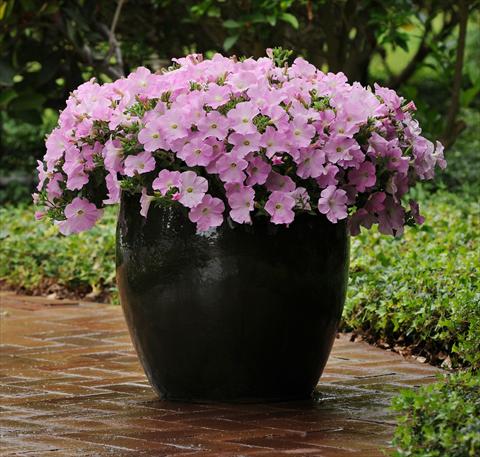 photo of flower to be used as: Bedding pot or basket Petunia x hybrida Easy Wave Mystic Pink Improved