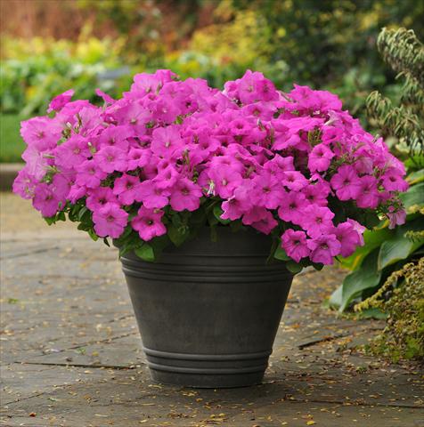 photo of flower to be used as: Pot, patio, basket Petunia x hybrida Easy Wave Neon