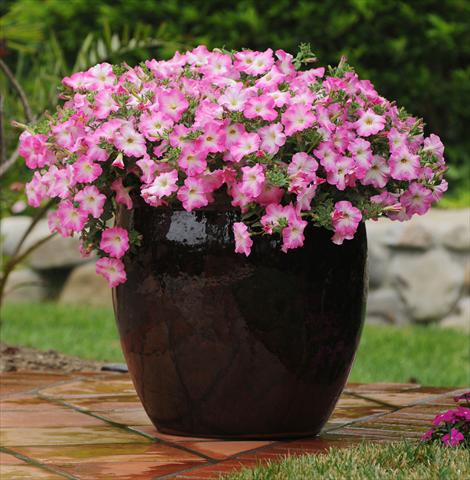 photo of flower to be used as: Bedding pot or basket Petunia x hybrida Easy Wave Pink Dawn