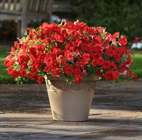 photo of flower to be used as: Bedding pot or basket Petunia x hybrida Easy Wave Red Improved