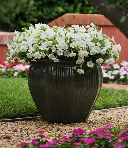 photo of flower to be used as: Bedding pot or basket Petunia x hybrida Shock Wave Coconut