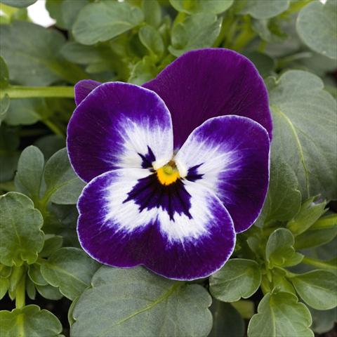 photo of flower to be used as: Pot and bedding Viola cornuta Sorbet™ Purple Face XP