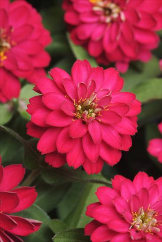 photo of flower to be used as: Pot and bedding Zinnia marylandica Double Zahara Cherry
