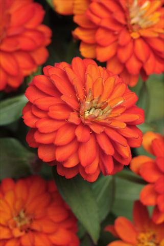 photo of flower to be used as: Pot and bedding Zinnia marylandica Double Zahara Fire