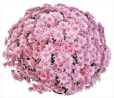 photo of flower to be used as: Pot and bedding Chrysanthemum Aelya