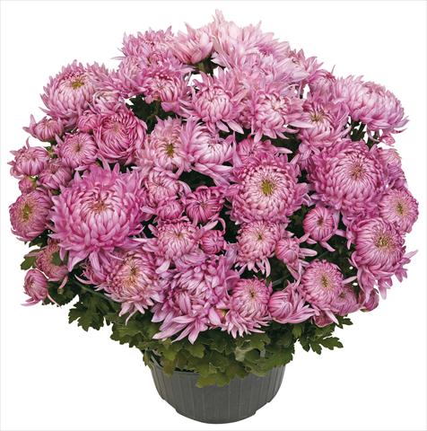 photo of flower to be used as: Pot and bedding Chrysanthemum Calenza Rosa