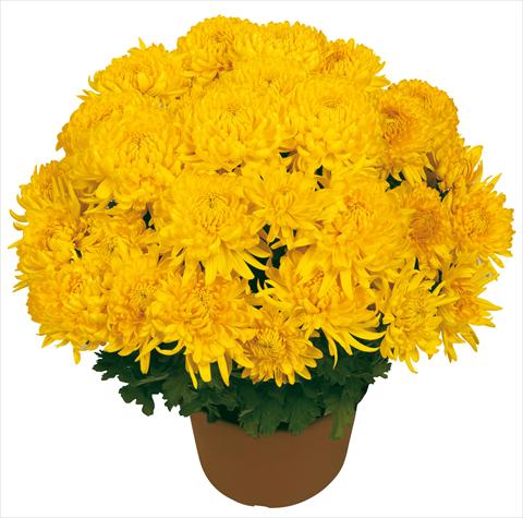 photo of flower to be used as: Pot and bedding Chrysanthemum Diego Giallo