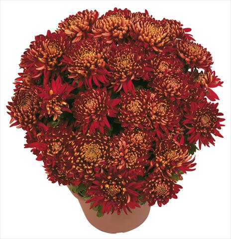 photo of flower to be used as: Pot and bedding Chrysanthemum Diego Rosso
