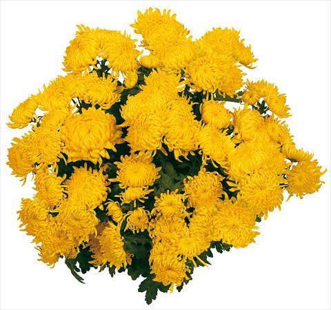 photo of flower to be used as: Pot and bedding Chrysanthemum Soleil Voile