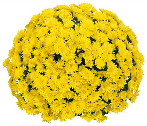 photo of flower to be used as: Pot and bedding Chrysanthemum Souridor