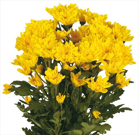 photo of flower to be used as: Cutflower Chrysanthemum Amadores