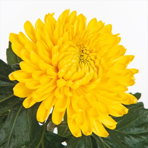 photo of flower to be used as: Cutflower Chrysanthemum Fuego Yellow