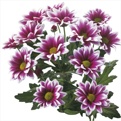 photo of flower to be used as: Cutflower Chrysanthemum Lisboa