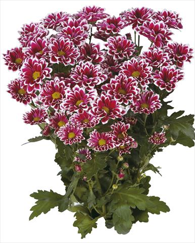 photo of flower to be used as: Cutflower Chrysanthemum Tequila