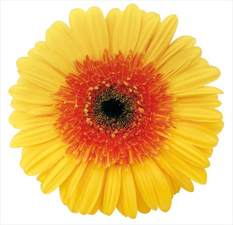 photo of flower to be used as: Cutflower Gerbera jamesonii Brandy