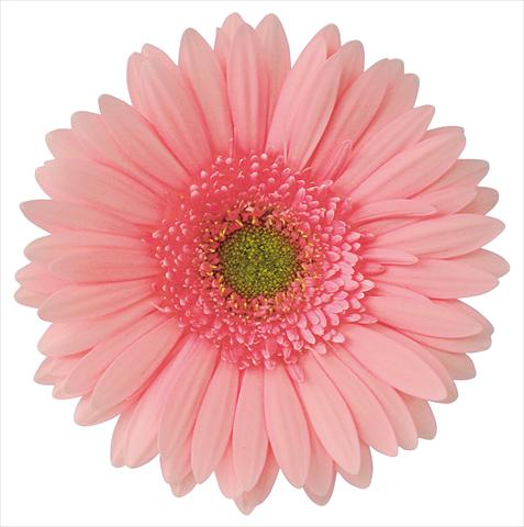 photo of flower to be used as: Cutflower Gerbera jamesonii Domitille