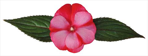 photo of flower to be used as: Pot and bedding Impatiens N. Guinea Paradise® Amuna