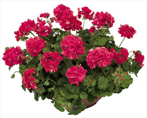 photo of flower to be used as: Pot, patio, basket Pelargonium peltatum Universe Amaltea