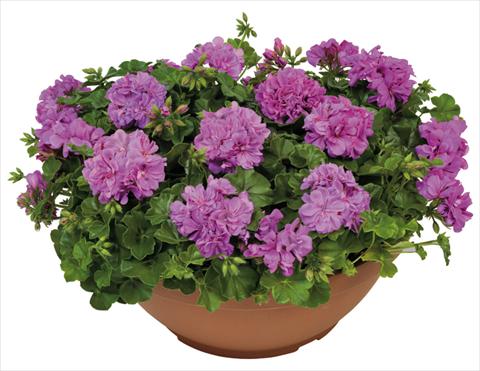 photo of flower to be used as: Pot, patio, basket Pelargonium peltatum Universe Ametista